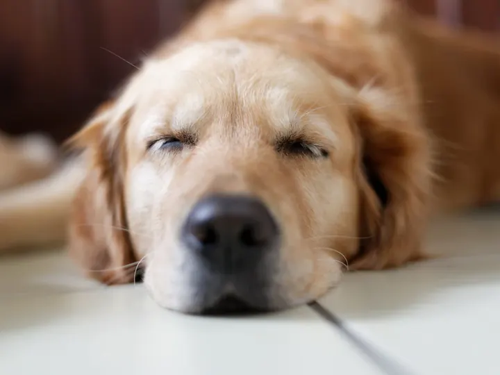 A golden retriever dozing peacefully on a tiled floor, completely relaxed