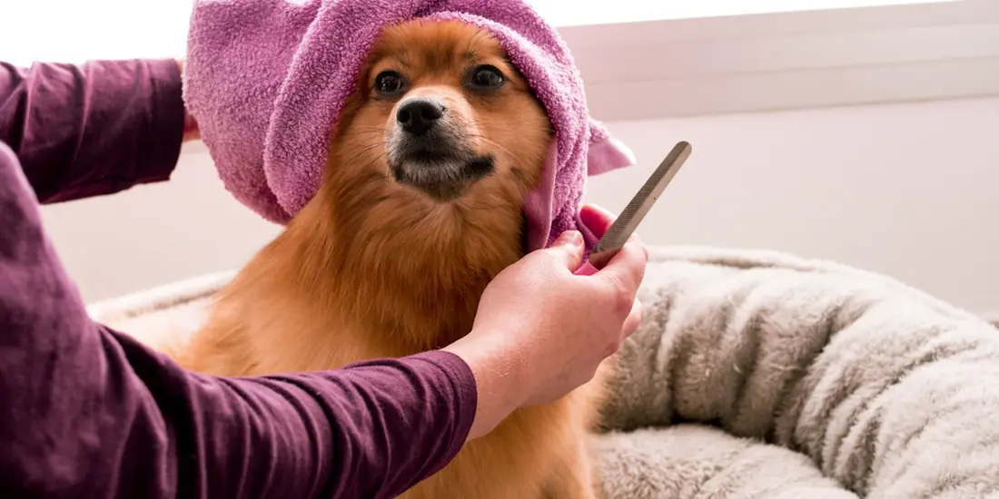 A pomeranian wrapped in a towel being gently combed through by the groomer
